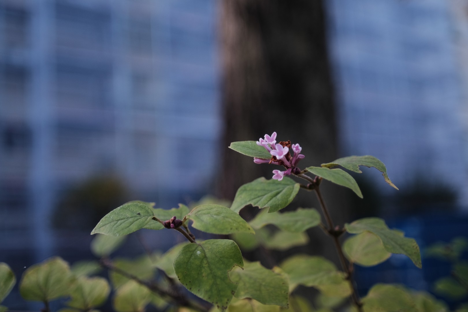 three photos from october